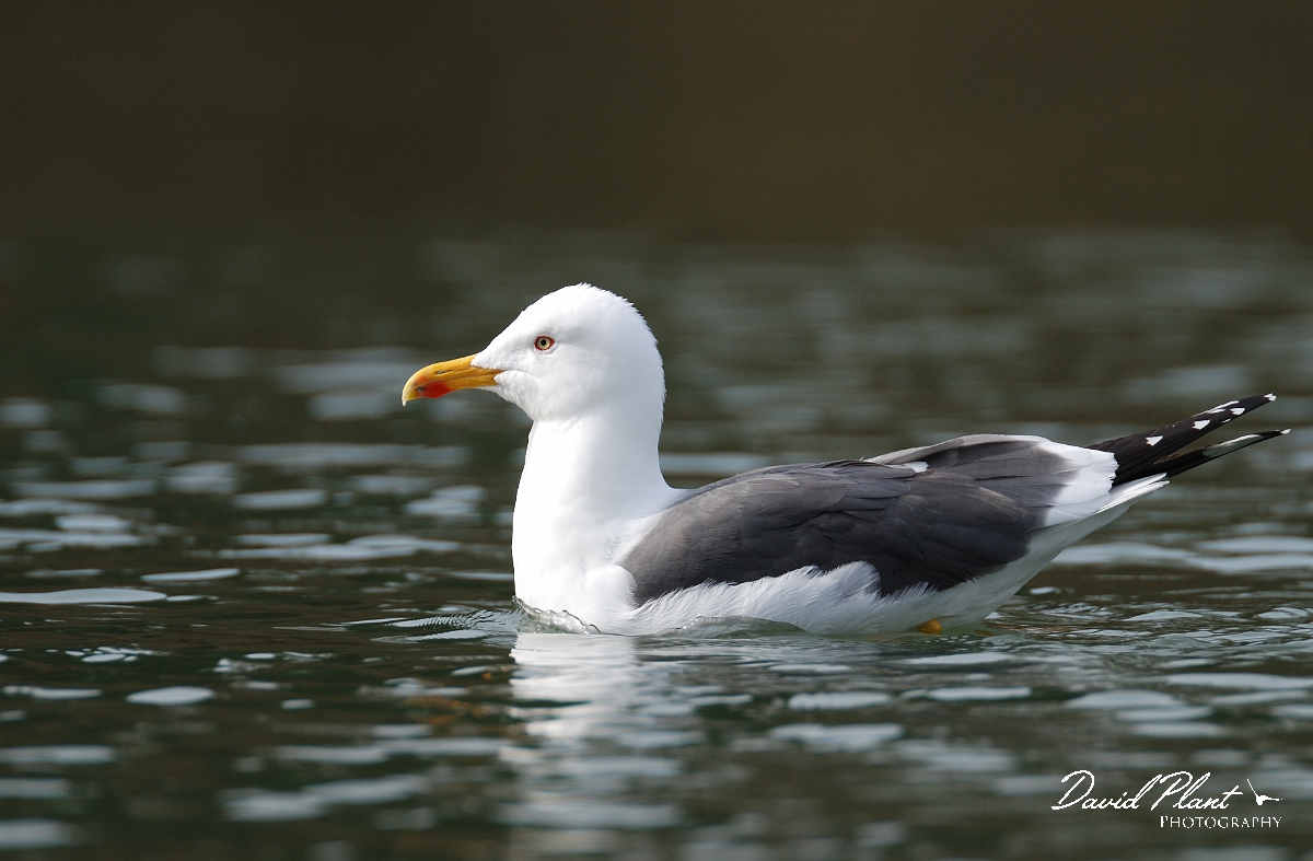 David Plant Photography - Wildlife Photographer - Lesser black-backed gull - C.jpg - Lesser black-backed gull - Forest of Dean